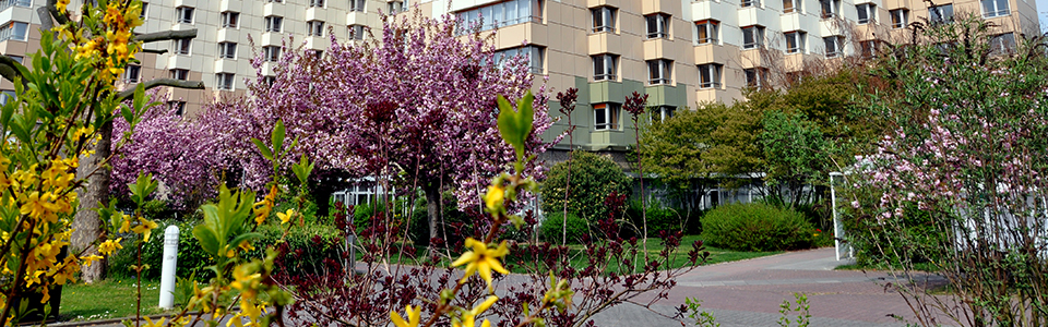 Bäume im Frühling vor der BFW Frankfurt